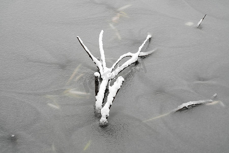 湖面结冰上的树枝