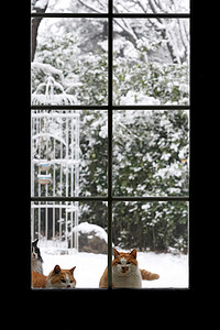 窗户雪景摄影照片_窗户外雪后庭院里的猫