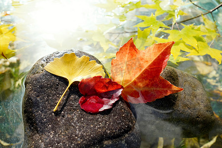 水中鹅卵石摄影照片_水中的红叶枫叶银杏叶