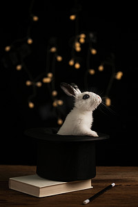 魔术兔子摄影照片_可爱的小兔子