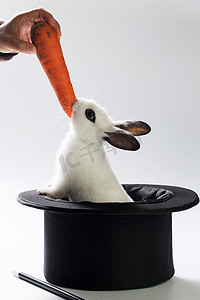 魔术兔子摄影照片_小兔子吃胡萝卜