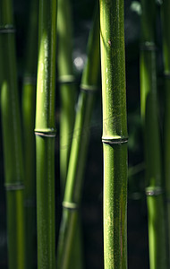 植物学图片摄影照片_竹子