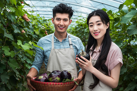 东方夫妻采摘茄子