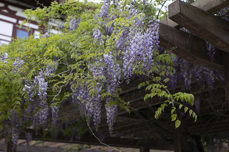 花摄影照片_公园景点藤萝