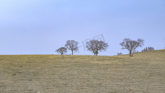 内蒙古乌兰布统春季高山草原植被树木