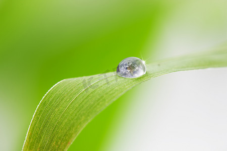 自然水滴摄影照片_绿叶水珠