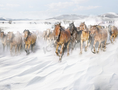 奔跑中的图片摄影照片_风雪中奔跑的马群
