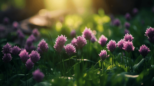 太阳晴天摄影照片_在阳光下模糊的绿色背景上以散景和复制空间作为背景自然植物景观生态覆盖概念的自然景观年轻紫花