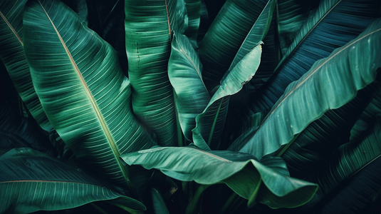 植物纹理线条摄影照片_新鲜的绿色香蕉叶纹理背景