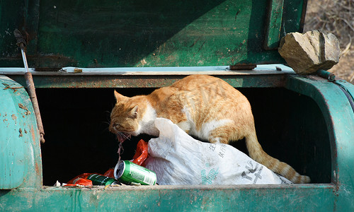 大橘猫反垃圾的大橘猫
