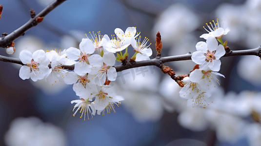 一朵白色梅花一枝独秀