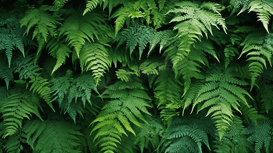 蕨类植物背景