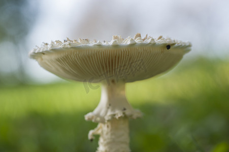 鹅膏摄影照片_鹅膏菌蘑菇