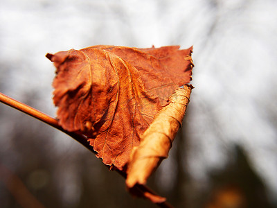 大视野背景摄影照片_秋天树上最后一片叶子特写细致的虚化背景