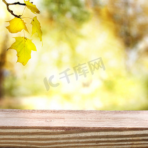 陈旧木板摄影照片_秋天的天空和树叶与陈旧的木板
