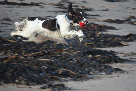 工作型英国史宾格犬宠物猎犬在 sa 上奔跑