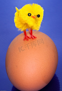 彩色春季摄影照片_小鸡在蛋上