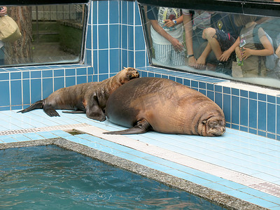 卡通导览图摄影照片_动物园海狮
