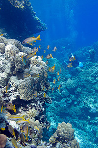手绘卡通海底世界摄影照片_热带海底珊瑚礁石珊瑚与吴郎鱼在蓝色海水背景下