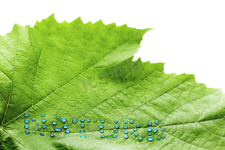 蓝色叶子水滴摄影照片_绿叶上的水滴
