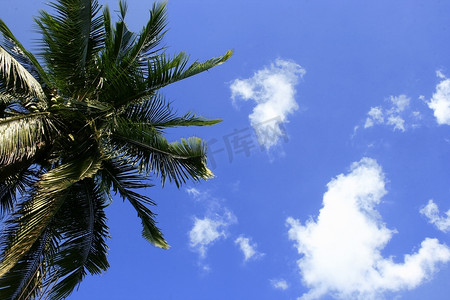 绿色叶子几何摄影照片_椰子树