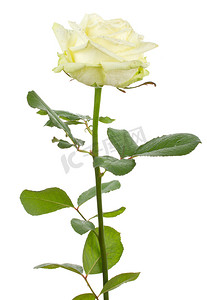 美丽的白玫瑰