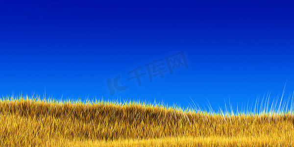 蓝天下的黄草