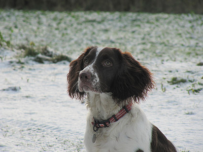 肝脏和白色工作型英国史宾格犬宠物猎犬