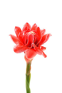 桃红色火炬姜热带花。 