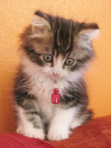 低头的猫摄影照片_小猫猫毛绒玩具式