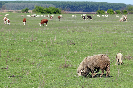 牧场上的羊和牛