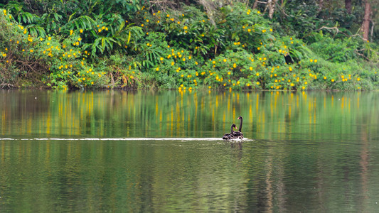 黑天鹅和它的伙伴在湖里游泳