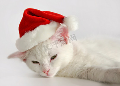 圣诞帽绿色摄影照片_戴着圣诞帽的白色小猫