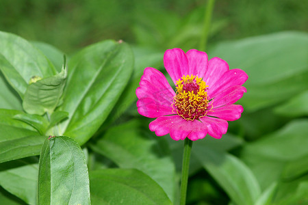 鲜艳粉色花的特写照片