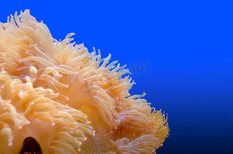 海洋生物海葵