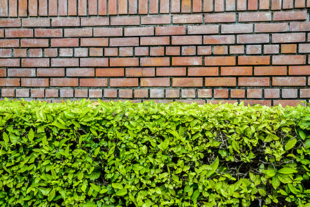 墙壁栅栏摄影照片_棕色墙壁和绿色植物