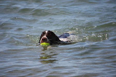 可爱的工作型英国斯普林格猎犬在海中嬉戏