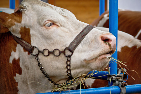 谷仓中的西门塔尔公牛肖像