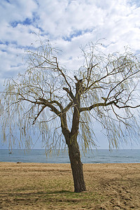 海岸上的春树
