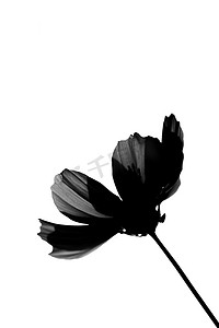 黑花