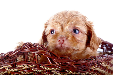 一只装饰性小狗的小狗的画像，在一个有篱笆的篮子里。