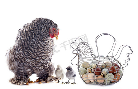 鸡蛋篮子、鸡和小鸡