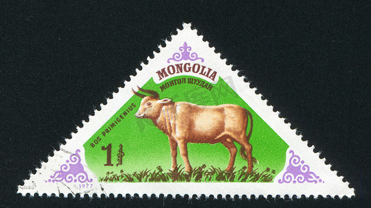 蒙古摄影照片_公牛