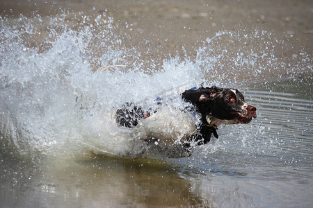 国史摄影照片_工作型英国史宾格犬宠物猎犬在 san 上跳跃