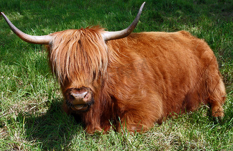 多毛的苏格兰高地牛
