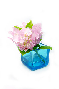 蓝色玻璃中的粉红色绣球花。