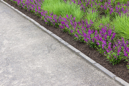 紫色花朵沿着小路生长