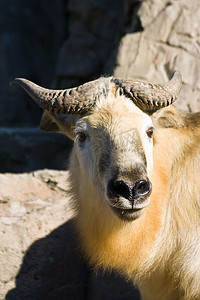 藏獒或四川羚牛