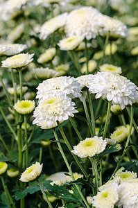 白色菊花在花园中
