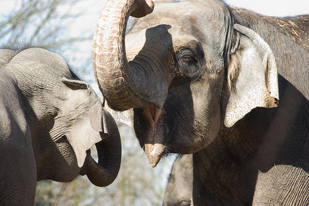 大象耳朵摄影照片_两只亚洲大象在玩耍